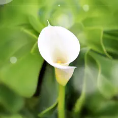 Ascolta Meditação e Espiritualidade Musica Academia, guarda video musicali, leggi la biografia, vedi le date del tour & altro!