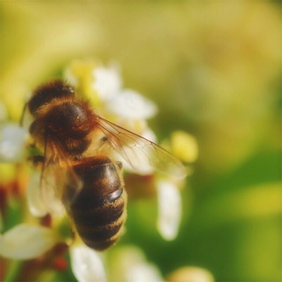 Hunny (Bee Side) - Single