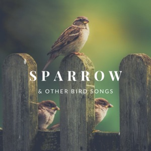Sparrow & Other Bird Songs - Forest Birds Singing, Deep Relaxation Tracks