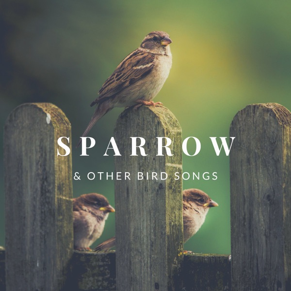 Sparrow & Other Bird Songs - Forest Birds Singing, Deep Relaxation Tracks