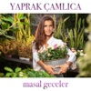 Masal Geceler