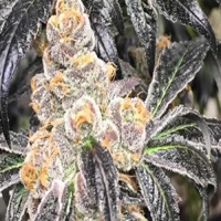 Chief It (feat. 3p Grizz) - Single - Tribe