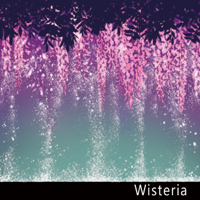 Regulus - Wisteria artwork