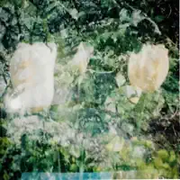 Shy — Enzalla