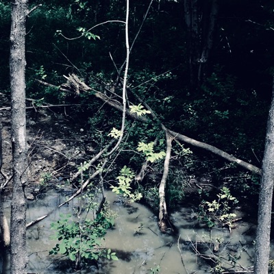 Leaves of Three, Vol. 1 - Single