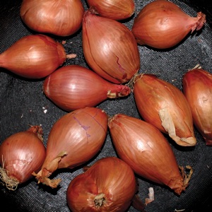 Fried Shallots - EP