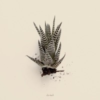 Aloe Vera - Single - Lemonah