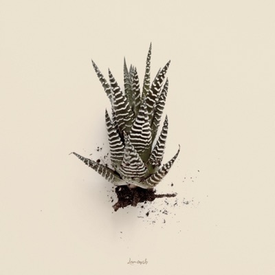Aloe Vera - Single
