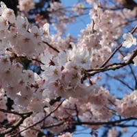 Cherry Blossoms in Sendai - Single