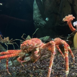 Crustacean Noah Sollenberger