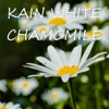 Chamomile - Single