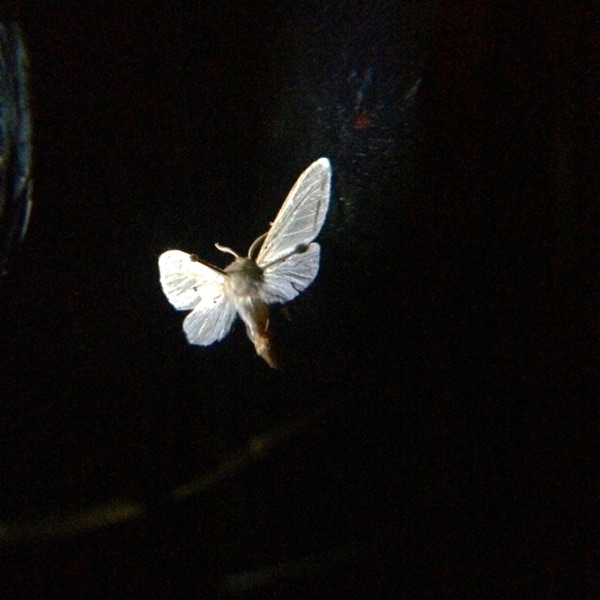 Moths