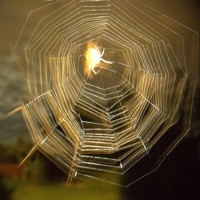 Narnia - Single - młody konrad