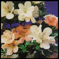 Blush - Single - Fona