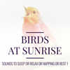 Sounds to Sleep or Relax or Napping or Rest 1 - Birds at Sunrise