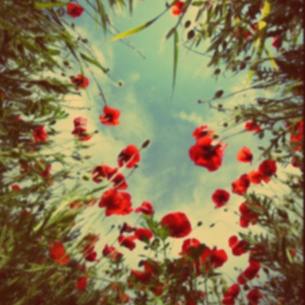Grow My Own
