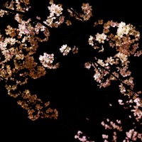Blossom - Single - Take/Five