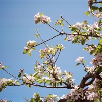 Breeze (feat. Cloudchord) - Single - Caleb Belkin