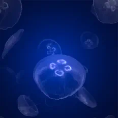 Ouça Mido, assista a videoclipes, leia a biografia, veja as datas das turnês e mais!