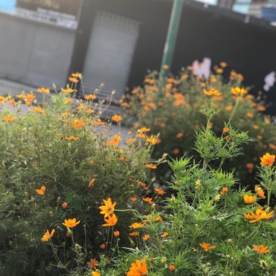 Flores da Cidade - Single