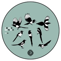 Magpie Disco - Single - Igor Gonya