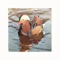 Mandarin Duck