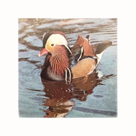 Mandarin Duck Styn