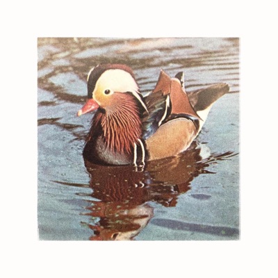 Mandarin Duck - Single