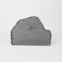 Iridescent Smoke - Single - Tangerine Overload