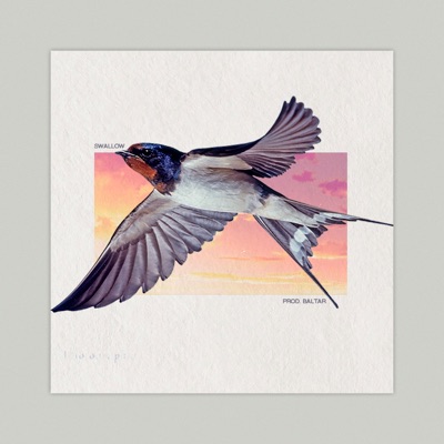 Swallow - Single