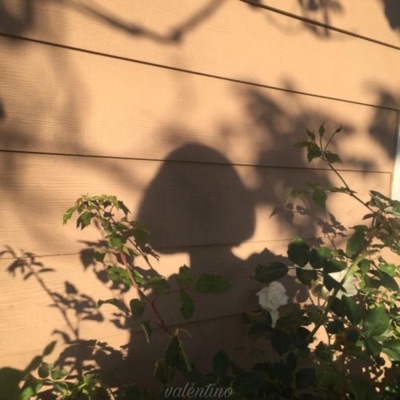 Ume. - Single