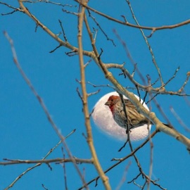 Downside (feat. Abraham) Jokujekku