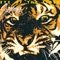 Eye of the Tiger artwork