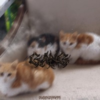 Gang - Single - dubbedyoshhi