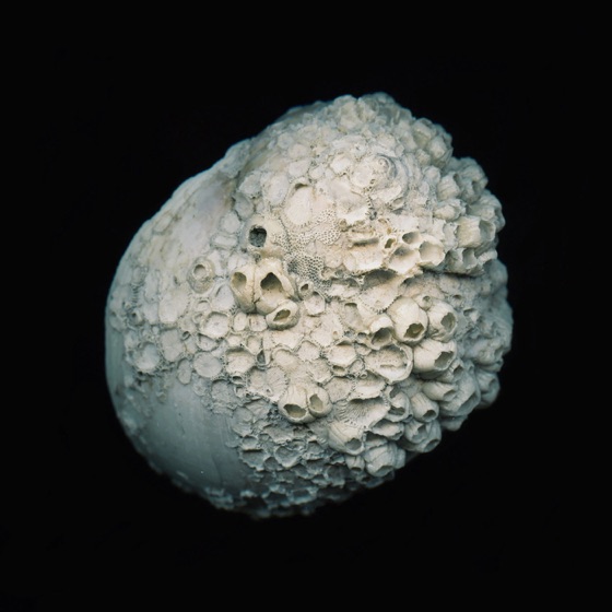 Cover artwork for White Sun