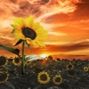 Sunflower - EP