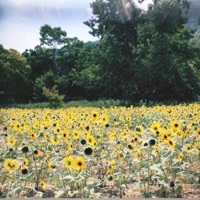 ¿Cuánto es Poco? - Single - Pardavé