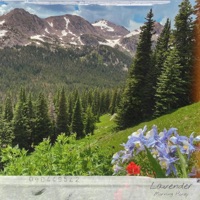 Lavender (feat. Monsoon, The Moon & Hanna Hansen) - Single - Morning Honey