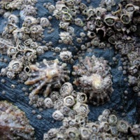 Barnacles (feat. OT$ Guapo) - Single - Dre Skrillah