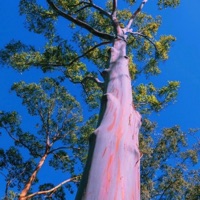 Yew Tree - Single - dalough