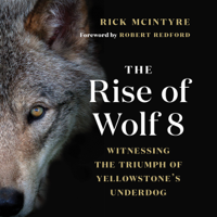 Rick McIntyre & Robert Redford - The Rise of Wolf 8: Witnessing the Triumph of Yellowstone's Underdog artwork