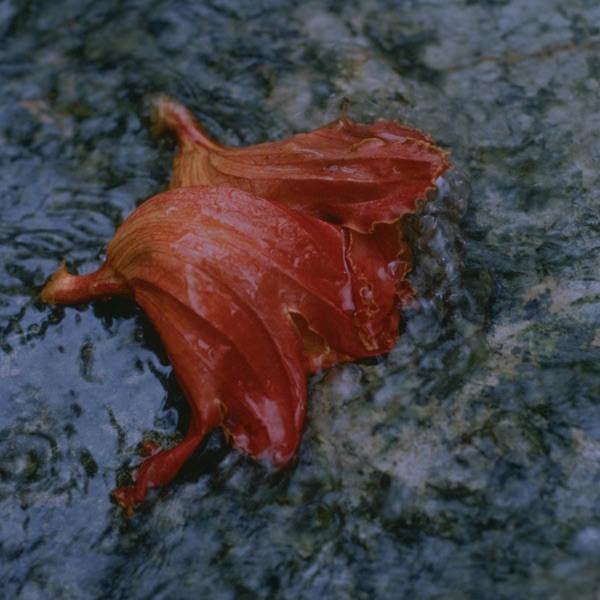 Withered and Blooming - EP