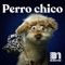 Perro Chico (feat. Johnny Choapino) artwork