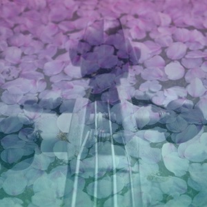 Viola Zen Garden