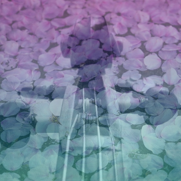 Viola Zen Garden