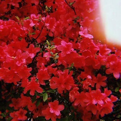 Zoom/Coronacation - Single