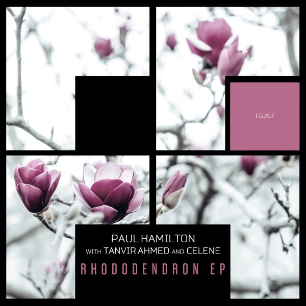 Rhododendron - Single