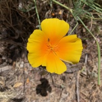 Once Upon a Dream - Single - Scottydub