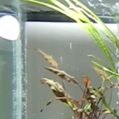 Guitar Sonata #4 (feat. Eric Szcezcny) - Single