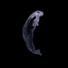 T'Choupi T'choupi Belugas - EP